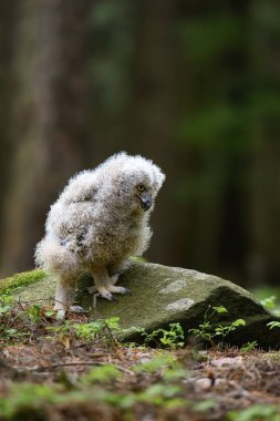 Sevimli baykuş. Ormanda genç bir Avrupalı Kartal Baykuşu (Bubo bubo).