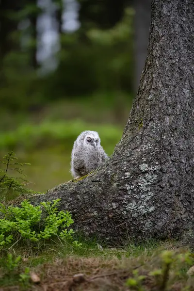 çok genç tawny baykuş (Strix aluco) ağacın tabanında çömeliyor