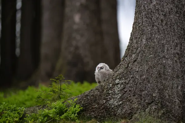 çok genç tawny baykuş (Strix aluco) ağacın tabanında çömeliyor