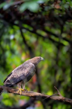 Çizmeli kartal, doğa parkında Hieraetus pennatus kuş kartalı