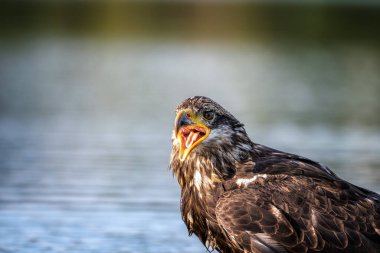 Genç kel kartal (Haliaeetus leucocephalus). Yemek bekleyen genç bir kuşun portresi..