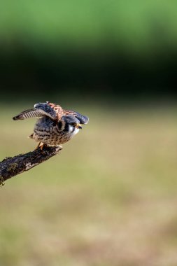 Bir dalda Amerikan kerkenezi (Falco sparverius).                        