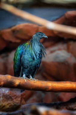Bir Nicobar güvercini (Caloenas nicobarica) bir dalda yürürken yan görünümü, koyu arkaplanda güzel renkli bir kuş