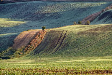 Batan güneşin ışığında Güney Moravya manzarasının şaşırtıcı sonbahar manzarası. Moravya Tuscany.