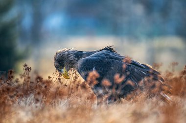 White tailed eagle - haliaeetus albicilla - on ground on colorful grass at blurred background.