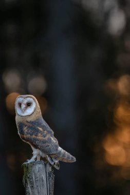 Ahır baykuşu (Tyto alba) ahşap bir çitte oturuyor. Arka planda karanlık bir orman. Baykuş portresi. Çitin üzerinde oturan baykuş. Gün doğumunda baykuş.
