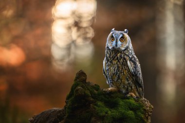 Uzun kulaklı baykuş (Asio otus), aynı zamanda kuzey uzun kulaklı baykuş olarak da bilinir..