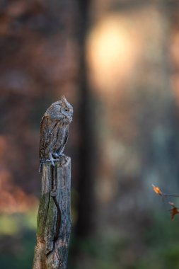 Avrupa baykuşunu ezdi (Otus ezdi )