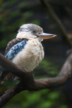 Mavi kanatlı ahmak (dacelo leachii) bir büyük kingfisher anavatanı Kuzey Avustralya ve Güney Yeni Gine türüdür.