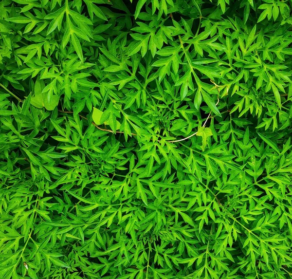 Кеникирские Растения Посажены Дворе Дома Лекарственное Растение Свежие Овощи — стоковое фото