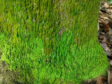 Yeşil yosunlar boyalarına veya pigmentasyonlarına göre oluşturulmuş bir alg grubudur. Yeşil yosunların yaklaşık 7000 türü vardır.