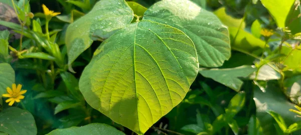 Calopogonium Ist Eine Pflanzengattung Aus Der Familie Der Leguminosen Fabaceae — Stockfoto