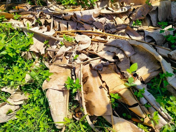 Getrocknete Bananenblätter Die Vom Baum Gefallen Sind — Stockfoto