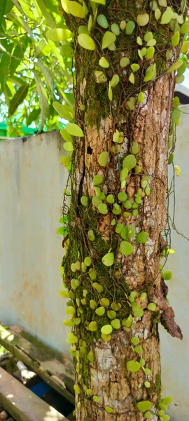 Pyrrosia Eleagnifolia Широко Известная Кожаный Папоротник — стоковое фото