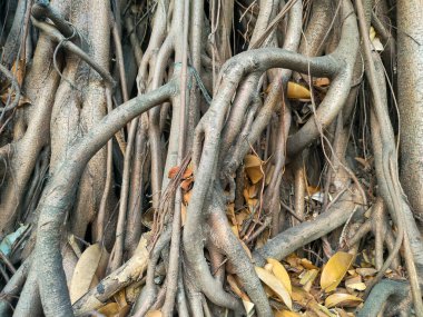 Büyük Banyan Ağacı 'nın Dalları ve Kökleri