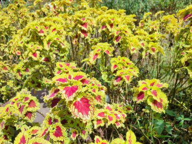 Mina bitkisi Coleus scutellarioides, 1,5 metreye kadar büyüyebilen bir çalı türü.