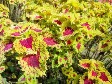 Mina bitkisi Coleus scutellarioides, 1,5 metreye kadar büyüyebilen bir çalı türü.