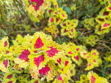 Mina bitkisi Coleus scutellarioides, 1,5 metreye kadar büyüyebilen bir çalı türü.