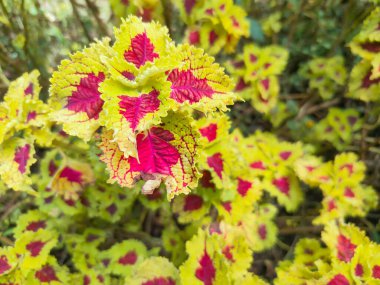 Mina bitkisi Coleus scutellarioides, 1,5 metreye kadar büyüyebilen bir çalı türü.