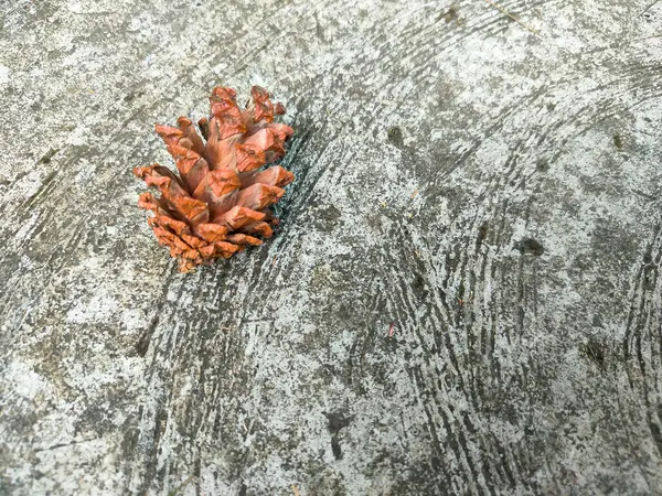 Jatuh Buah Pinus Terhadap Latar Belakang Semen Terkonsentrasi — Stok Foto
