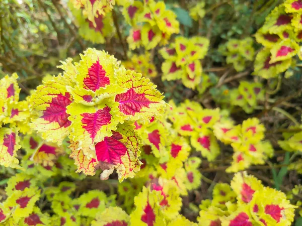 Mina bitkisi Coleus scutellarioides, 1,5 metreye kadar büyüyebilen bir çalı türü.