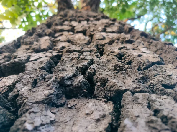 Raue Oberfläche Alter Baumstruktur Hintergrund — Stockfoto