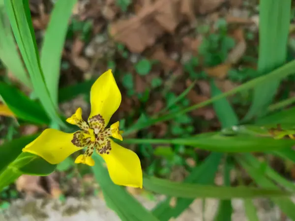 イリス フラワーまたはトリメッツィア ロングフィオリアはイリドス家に属する この植物は オーキッドのように形作られた真ん中に黒いマーキングを持つ明るい黄色の花を持っています — ストック写真