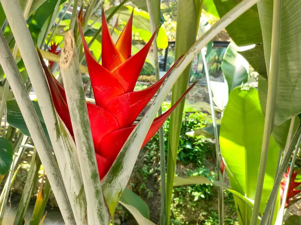 Heliconia Bihai Family Heliconiaceae Erect Herb Typically Growing Taller Native — Stock Photo, Image