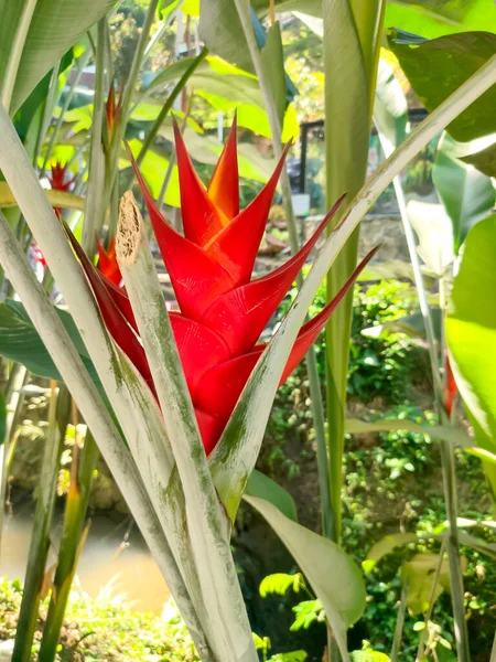 Heliconia Bihai Family Heliconiaceae Erect Herb Typically Growing Taller Native — Stock Photo, Image