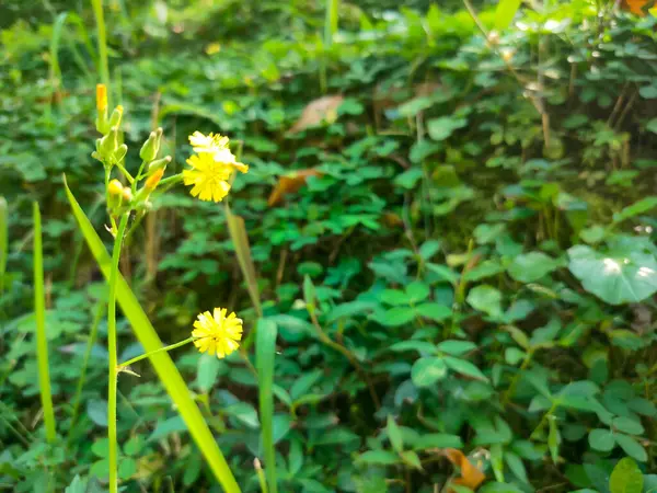 Picris, Asteraceae familyasından Linnaeus tarafından bir bitki cinsi olarak tanımlanan bir bitki cinsidir.