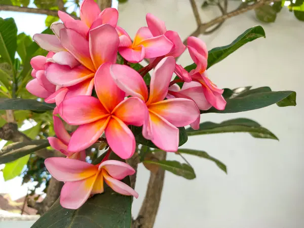 Kwiat Frangipani Lub Plumeria Rubra Roślina Pochodząca Tropikalnej Ameryki Afryki — Zdjęcie stockowe