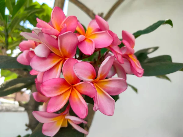 Frangipani flower or Plumeria rubra is a plant that comes from tropical America and Africa. Cambodia includes ornamental plants that are planted in the yard or in pots