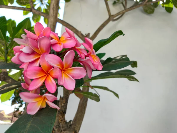 Frangipani flower or Plumeria rubra is a plant that comes from tropical America and Africa. Cambodia includes ornamental plants that are planted in the yard or in pots