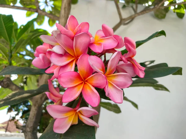 Flor Frangipani Plumeria Rubra Una Planta Que Proviene América Tropical — Foto de Stock
