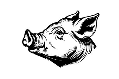 Cute pig or pork head engraving style vector illustration clipart