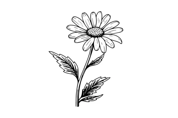 Ručně Kreslený Heřmánkový Inkoust Daisy Květinové Rytí Vektorové Ilustrace — Stockový vektor