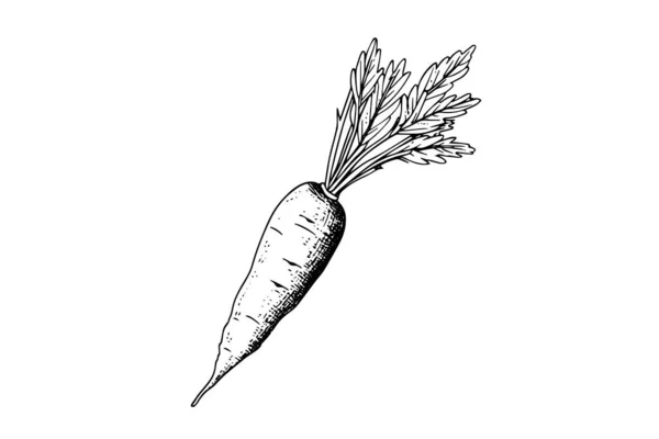 Zanahoria Con Tapas Dibujo Grabado Ilustración Vectorial Dibujado Mano — Archivo Imágenes Vectoriales