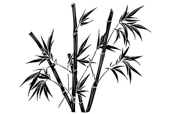 Ručně Kreslený Inkoustový Náčrt Bambusových Listů Větví Vektorová Ilustrace — Stockový vektor
