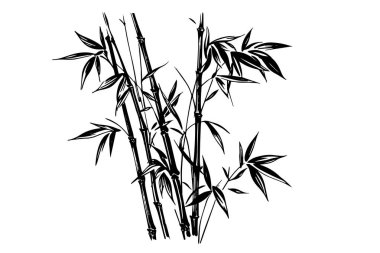 Elle çizilmiş bambu yaprağı ve dalları. Vektör illüstrasyonu