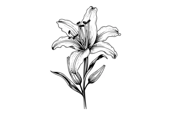 Einfarbige Schwarz Weiße Bouquet Lilie Isoliert Auf Weißem Hintergrund Handgezeichnete — Stockvektor