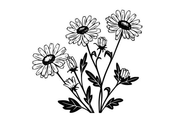 Croquis Encre Camomille Dessiné Main Daisy Bouquet Gravure Vectorielle Illustration — Image vectorielle