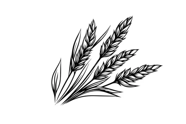 小麦面包耳朵谷类作物草图雕刻风格矢量插图 — 图库矢量图片