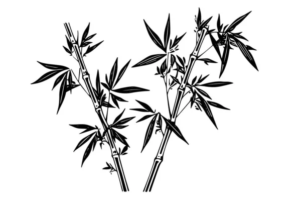 竹の葉と枝の手描きインクスケッチ ベクトルイラスト — ストックベクタ