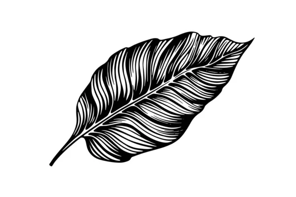 Εξωτικό Τροπικό Φύλλο Χέρι Που Διάνυσμα Βοτανικά Φύλλα Χαραγμένα Μελάνι — Διανυσματικό Αρχείο