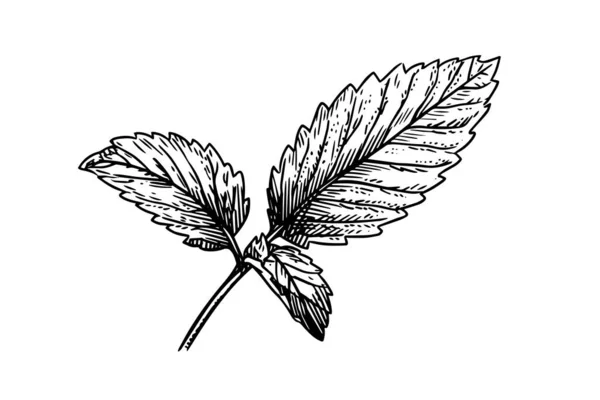 Mátový Náčrtek Máta Listí Větve Květiny Rytí Styl Vektorové Ilustrace — Stockový vektor