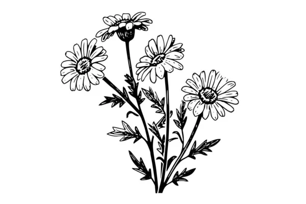 Met Hand Getekende Kamille Inkttekening Daisy Bloem Graveren Vector Illustratie — Stockvector