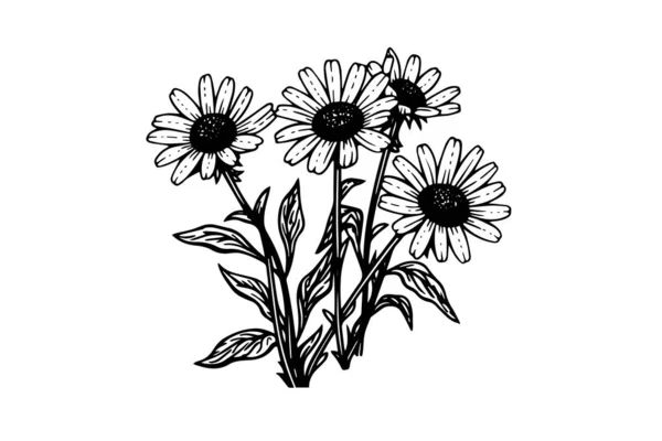 Croquis Encre Camomille Dessiné Main Daisy Bouquet Gravure Vectorielle Illustration — Image vectorielle