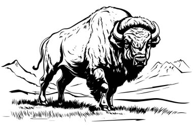 Hand drawn buffalo. Vector illustration of bull ink sketch engraving style clipart