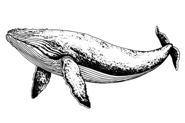 Robot resimde çizilmiş balina su hayvanı eli. Oyma vintage vektör illüstrasyonu