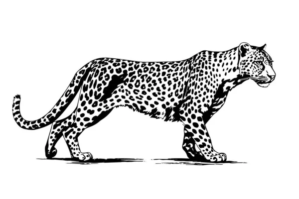Чорно Біла Рука Намальована Чорнилом Ескіз Прогулянки Леопардом Векторні Ілюстрації — стоковий вектор